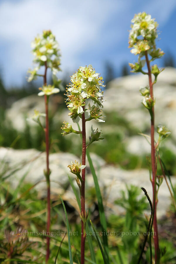 partridgefoot (Luetkea pectinata) [west of Cathedral Rock, Alpine Lakes Wilderness, Kittitas County, Washington]