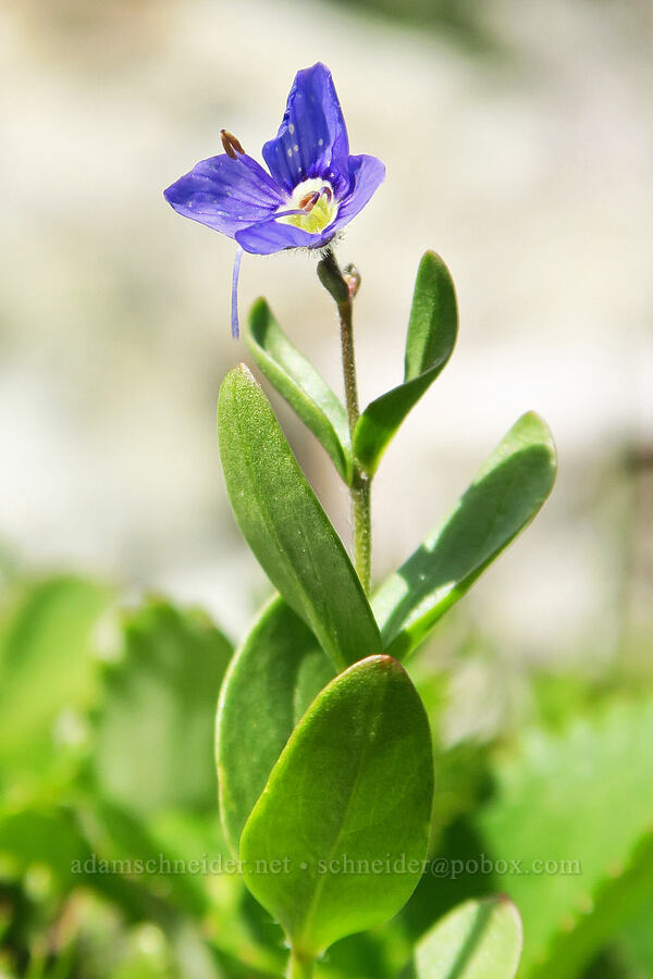 Cusick's speedwell (Veronica cusickii) [west of Cathedral Rock, Alpine Lakes Wilderness, Kittitas County, Washington]