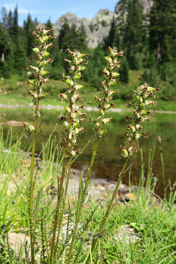elephant's-head lousewort, going to seed (Pedicularis groenlandica) [west of Cathedral Rock, Alpine Lakes Wilderness, Kittitas County, Washington]