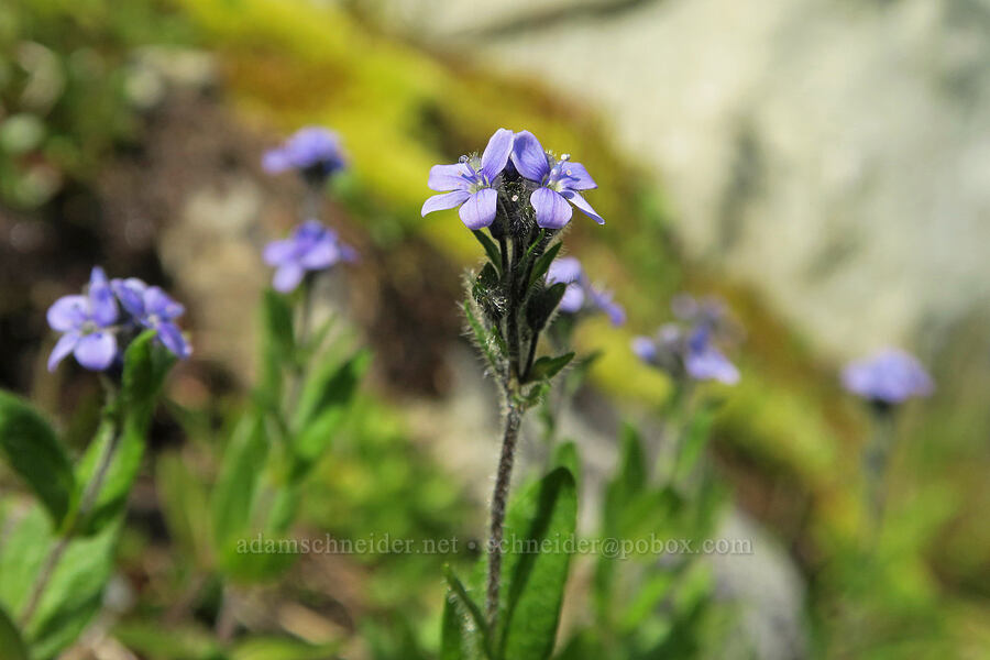 alpine speedwell (Veronica wormskjoldii) [west of Cathedral Rock, Alpine Lakes Wilderness, Kittitas County, Washington]