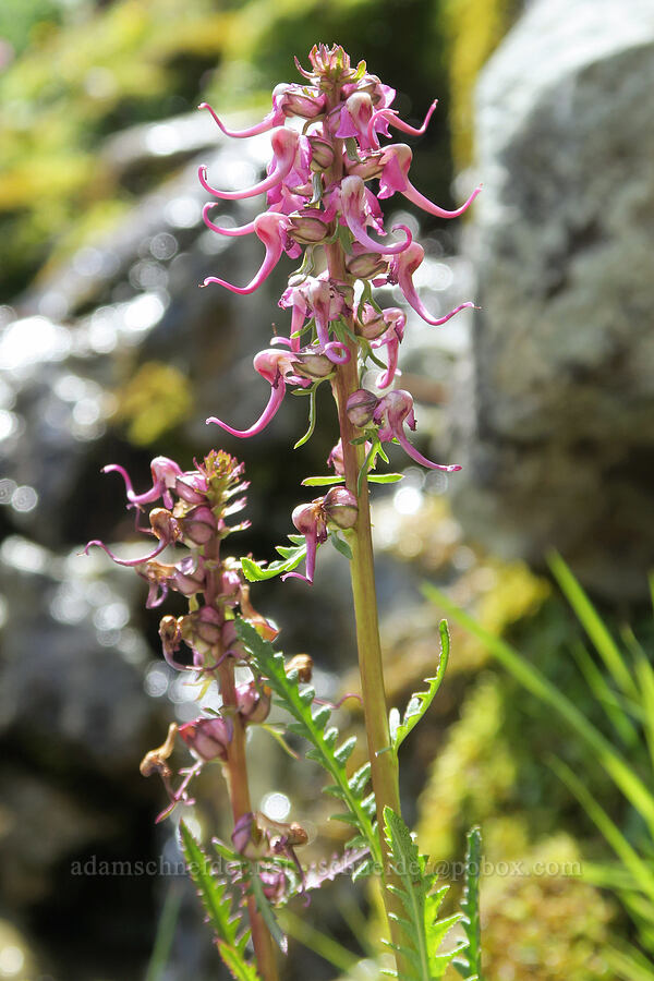 elephant's-head lousewort (Pedicularis groenlandica) [west of Cathedral Rock, Alpine Lakes Wilderness, Kittitas County, Washington]