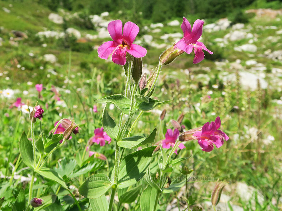 Lewis' monkeyflower (Erythranthe lewisii (Mimulus lewisii)) [west of Cathedral Rock, Alpine Lakes Wilderness, Kittitas County, Washington]