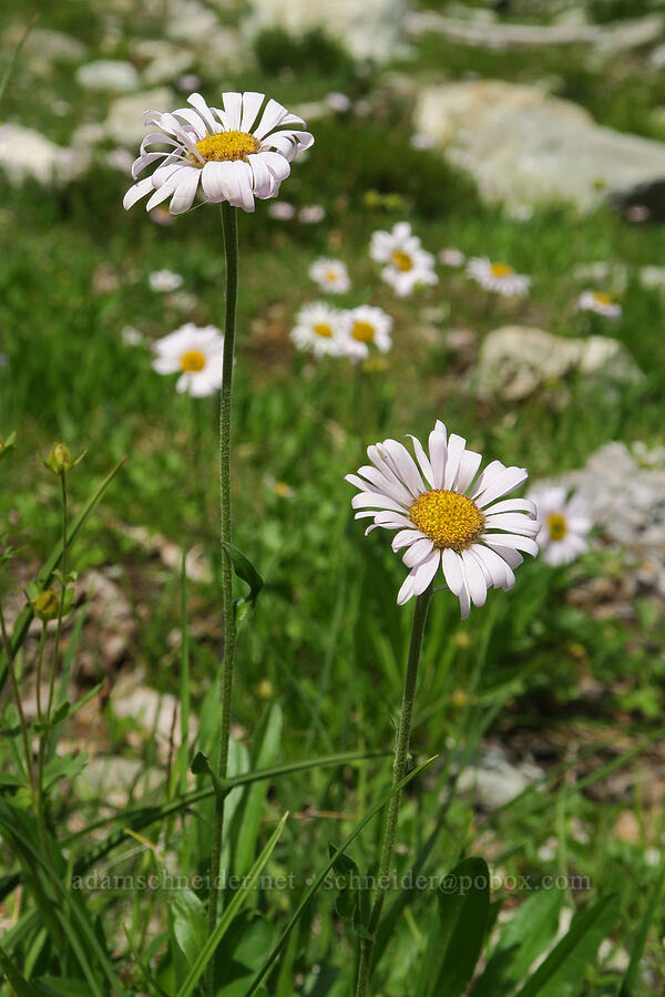 subalpine fleabane (Erigeron glacialis var. glacialis) [west of Cathedral Rock, Alpine Lakes Wilderness, Kittitas County, Washington]