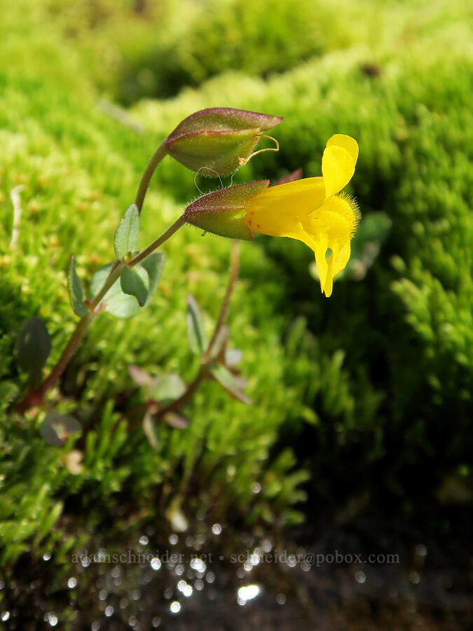 subalpine monkeyflower (Erythranthe caespitosa (Mimulus caespitosus)) [west of Cathedral Rock, Alpine Lakes Wilderness, Kittitas County, Washington]