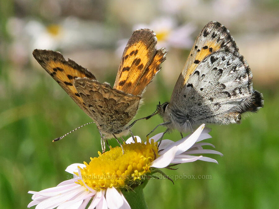 mariposa copper butterflies on subalpine fleabane (Lycaena mariposa (Tharsalea mariposa), Erigeron glacialis var. glacialis) [west of Cathedral Rock, Alpine Lakes Wilderness, Kittitas County, Washington]