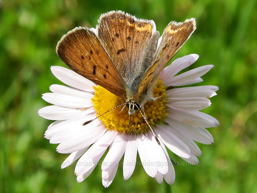 purplish copper butterfly on subalpine fleabane (Lycaena helloides (Tharsalea helloides), Erigeron glacialis var. glacialis) [west of Cathedral Rock, Alpine Lakes Wilderness, Kittitas County, Washington]