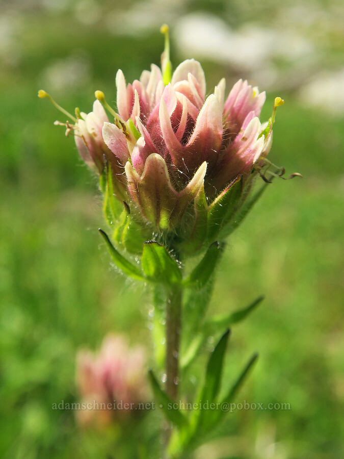 white paintbrush (Castilleja parviflora var. albida) [west of Cathedral Rock, Alpine Lakes Wilderness, Kittitas County, Washington]