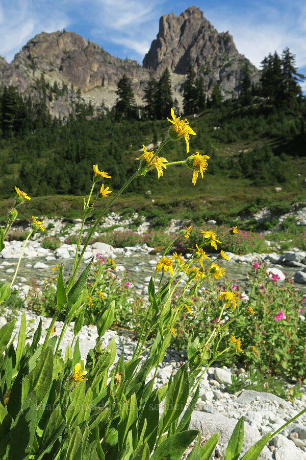 arnica (Arnica sp.) [west of Cathedral Rock, Alpine Lakes Wilderness, Kittitas County, Washington]