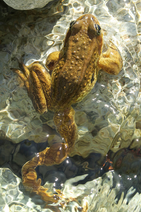 Cascades frog (Rana cascadae) [west of Cathedral Rock, Alpine Lakes Wilderness, Kittitas County, Washington]