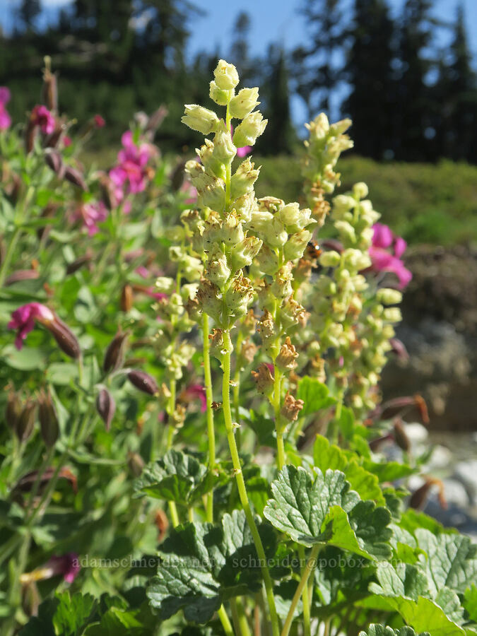 fuzzy elmera (yellow coral-bells) (Elmera racemosa) [west of Cathedral Rock, Alpine Lakes Wilderness, Kittitas County, Washington]