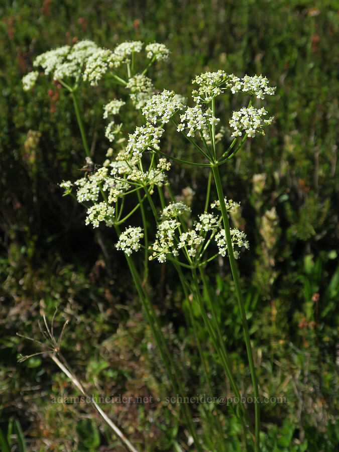 Gray's lovage (Ligusticum grayi) [Peggy's Pond, Alpine Lakes Wilderness, Kittitas County, Washington]