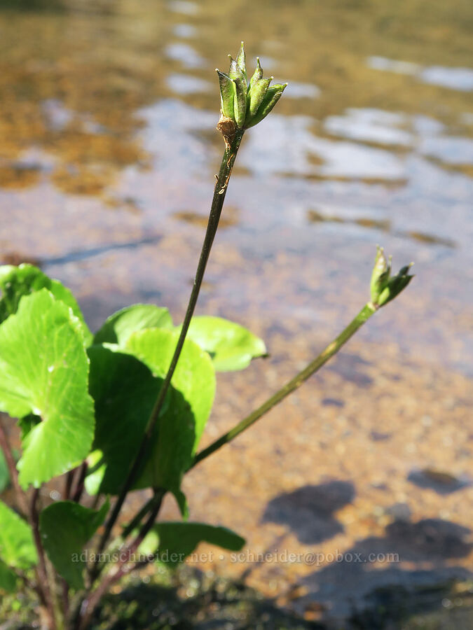 white marsh-marigold, gone to seed (Caltha leptosepala var. leptosepala) [Peggy's Pond, Alpine Lakes Wilderness, Kittitas County, Washington]