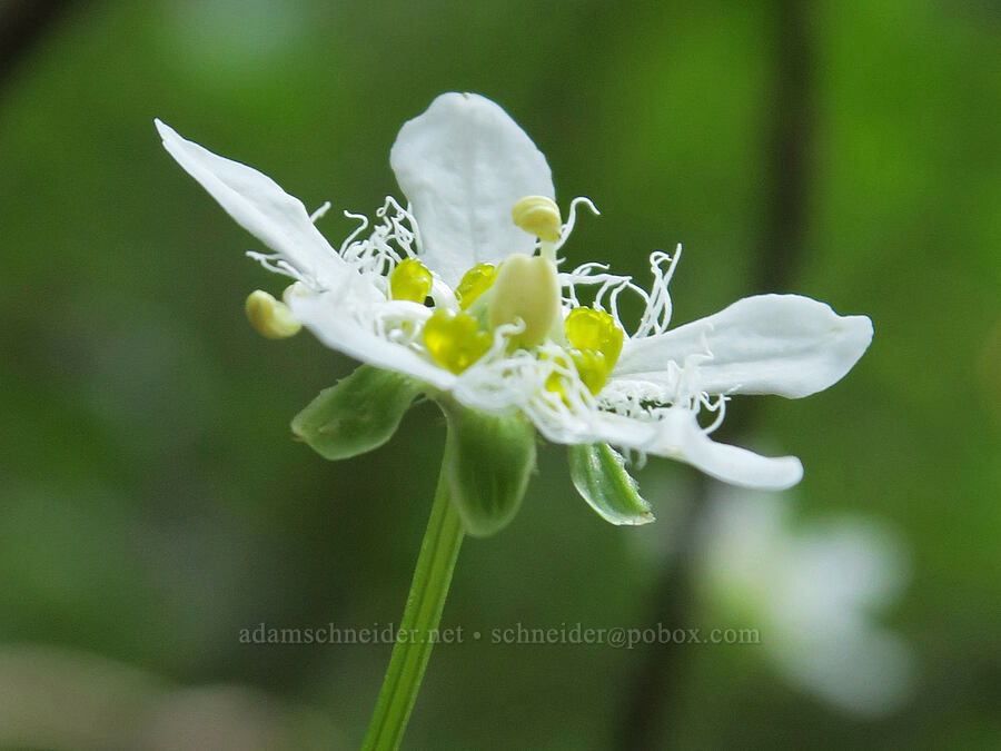 fringed grass-of-Parnassus (Parnassia fimbriata) [Cathedral Pass Trail, Alpine Lakes Wilderness, Kittitas County, Washington]