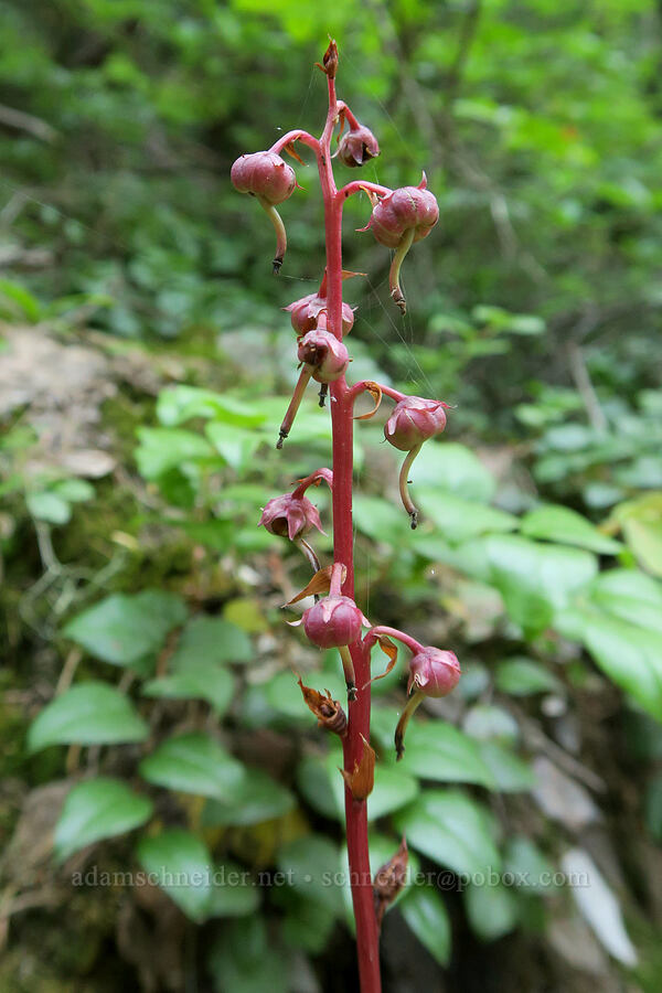 pink pyrola, going to seed (Pyrola asarifolia) [Cathedral Pass Trail, Alpine Lakes Wilderness, Kittitas County, Washington]