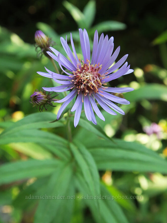 great northern aster (Canadanthus modestus (Aster modestus)) [Snoqualmie Mountain/Guye Peak Trail, Mt. Baker-Snoqualmie National Forest, King County, Washington]