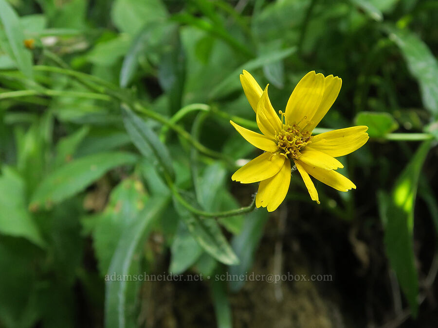 streambank arnica (Arnica lanceolata ssp. prima (Arnica amplexicaulis)) [Snoqualmie Mountain/Guye Peak Trail, Mt. Baker-Snoqualmie National Forest, King County, Washington]