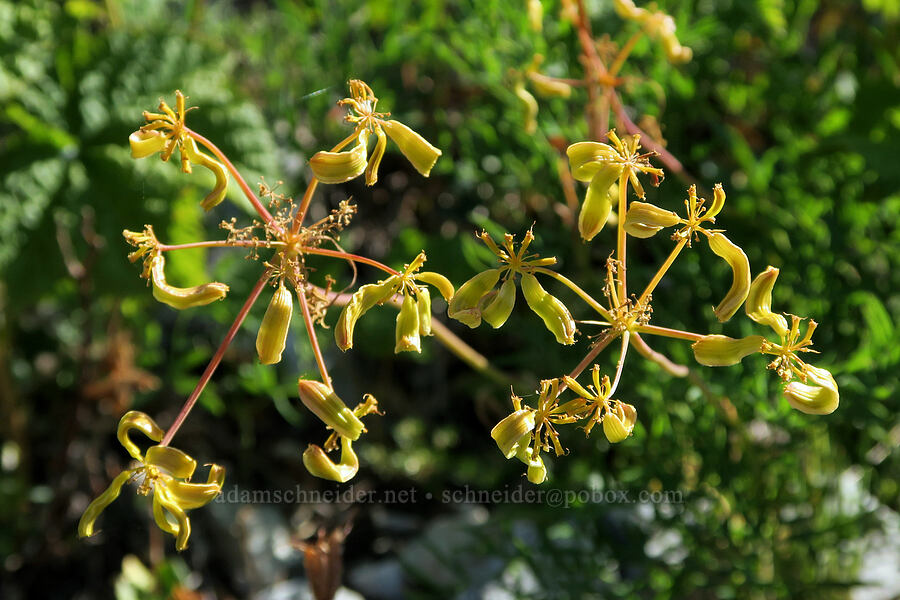 Brandegee's desert parsley, going to seed (Lomatium brandegeei (Cynomarathrum brandegeei)) [Guye Peak Trail, Mt. Baker-Snoqualmie National Forest, King County, Washington]