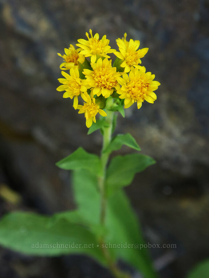 northern goldenrod (Solidago multiradiata) [Guye Peak Trail, Mt. Baker-Snoqualmie National Forest, King County, Washington]