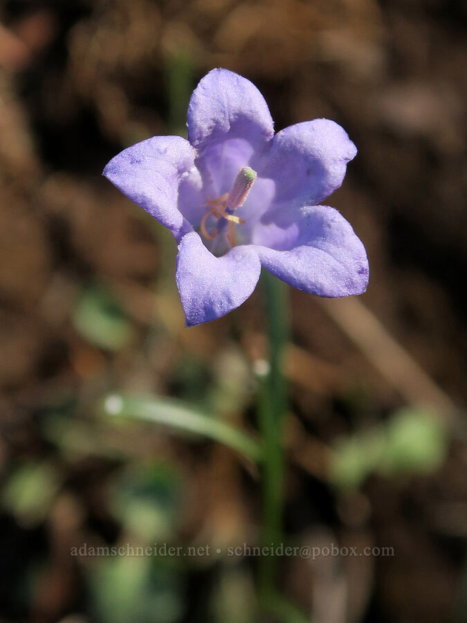 upright harebell (Campanula petiolata (Campanula rotundifolia)) [Guye Peak Trail, Mt. Baker-Snoqualmie National Forest, King County, Washington]