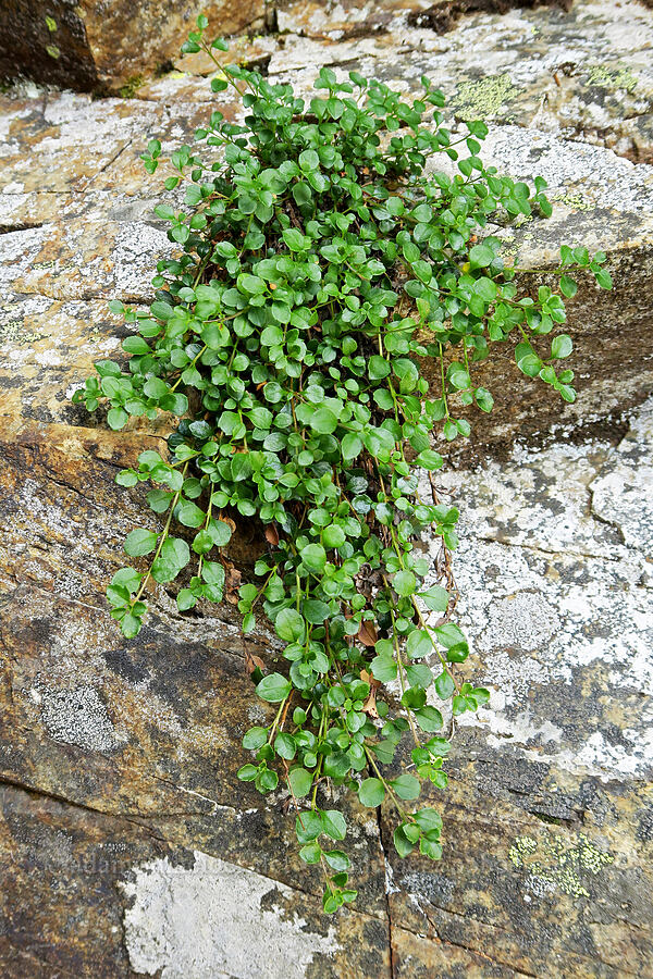 twinflower leaves (Linnaea borealis) [Guye Peak, Alpine Lakes Wilderness, King County, Washington]