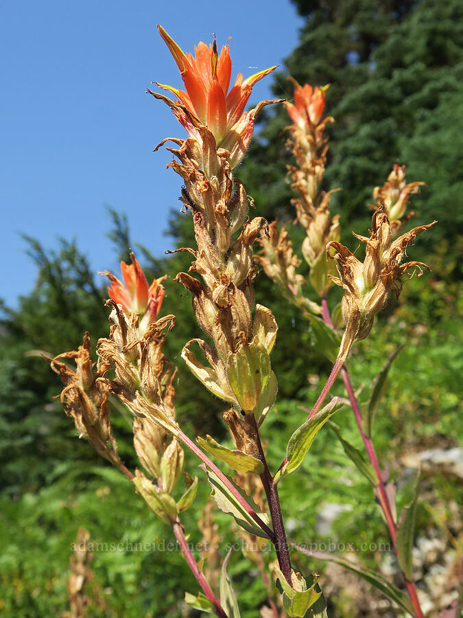 scarlet paintbrush, fading (Castilleja miniata) [Guye Peak Trail, Alpine Lakes Wilderness, King County, Washington]