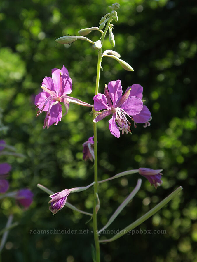 fireweed (Chamerion angustifolium (Chamaenerion angustifolium) (Epilobium angustifolium)) [Snoqualmie Mountain/Guye Peak Trail, Mt. Baker-Snoqualmie National Forest, King County, Washington]