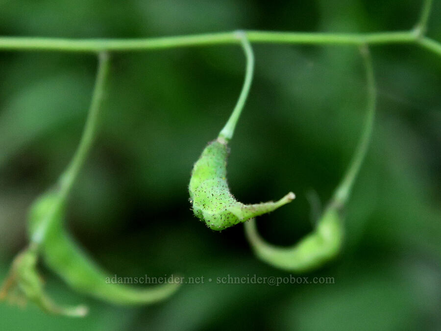 inside-out flower seed pods (Vancouveria hexandra) [Top Spur Trail, Mt. Hood National Forest, Clackamas County, Oregon]