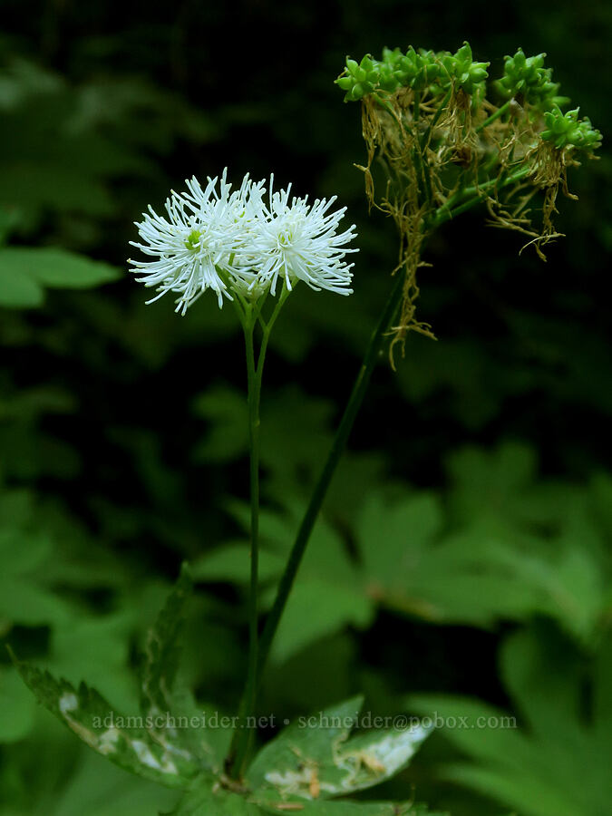 false bugbane (Trautvetteria caroliniensis) [Top Spur Trail, Mt. Hood National Forest, Clackamas County, Oregon]