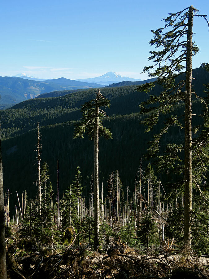 2020 windstorm damage [Timberline Trail, Mt. Hood Wilderness, Hood River County, Oregon]
