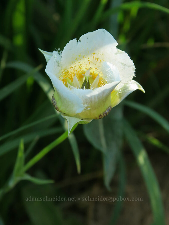 subalpine mariposa lily (Calochortus subalpinus) [McNeil Point Scramble Trail, Mt. Hood Wilderness, Hood River County, Oregon]