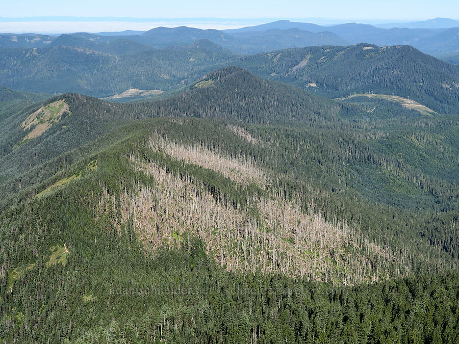 2020 windstorm damage [McNeil Point Scramble Trail, Mt. Hood Wilderness, Hood River County, Oregon]