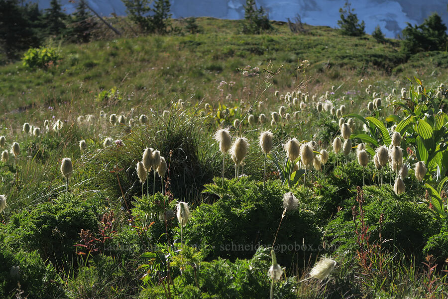 western pasqueflower (Anemone occidentalis (Pulsatilla occidentalis)) [McNeil Point, Mt. Hood Wilderness, Hood River County, Oregon]