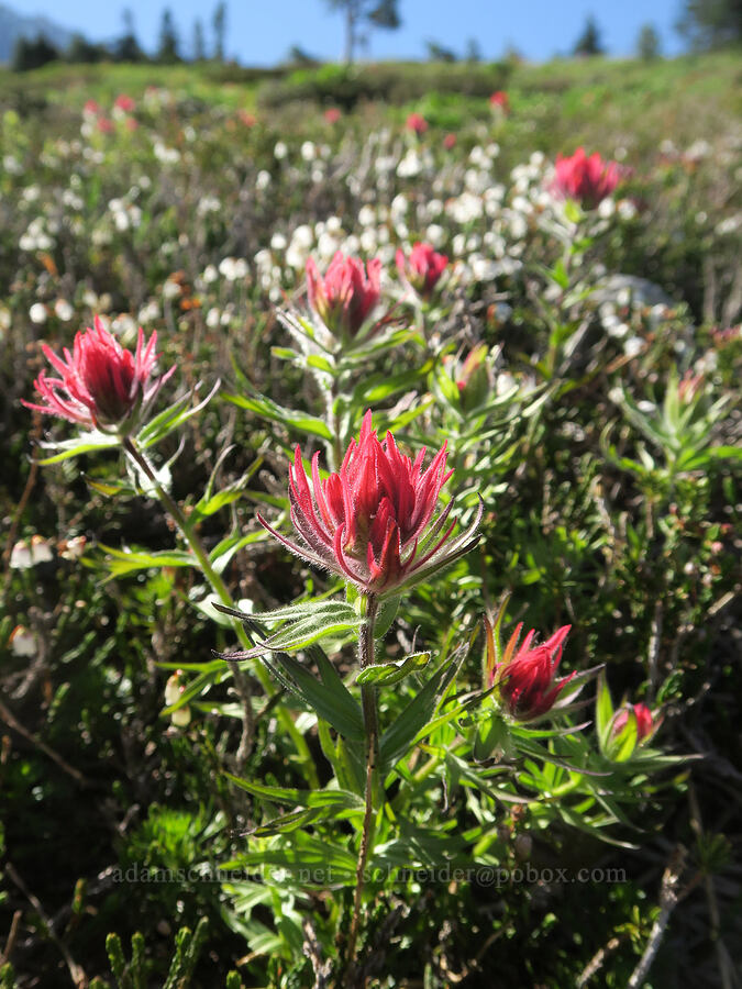 magenta paintbrush & white mountain heather (Castilleja parviflora var. oreopola, Cassiope mertensiana) [McNeil Point, Mt. Hood Wilderness, Hood River County, Oregon]