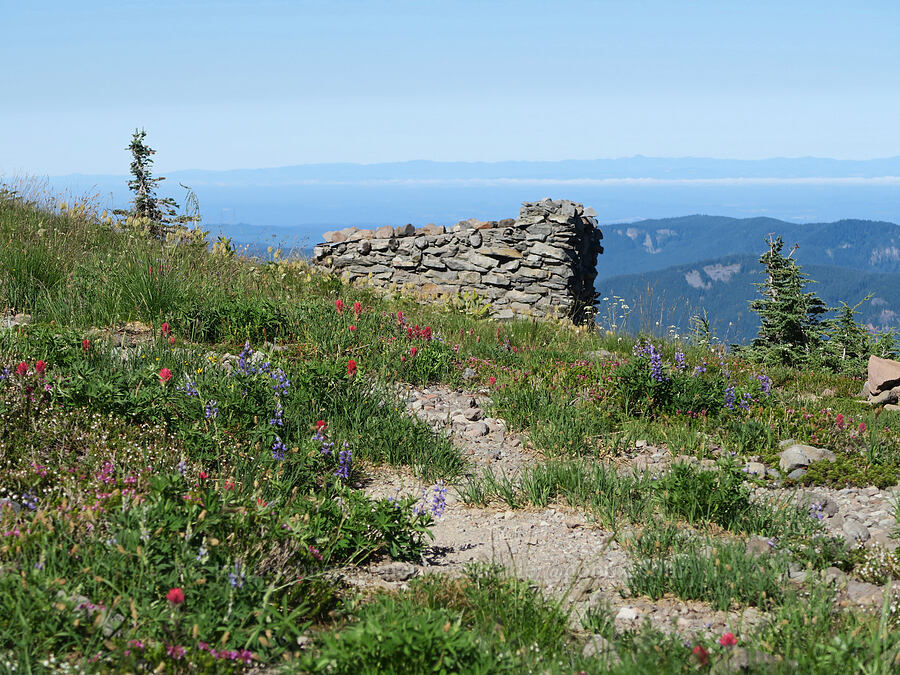 wildflowers & the McNeil Point shelter (Castilleja parviflora var. oreopola, Lupinus latifolius, Cassiope mertensiana, Phyllodoce empetriformis, Anemone occidentalis (Pulsatilla occidentalis), Ligusticum grayi) [McNeil Point, Mt. Hood Wilderness, Hood River County, Oregon]