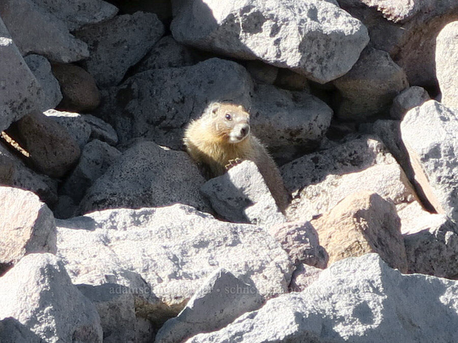 yellow-bellied marmot (Marmota flaviventris) [above McNeil Point, Mt. Hood Wilderness, Hood River County, Oregon]