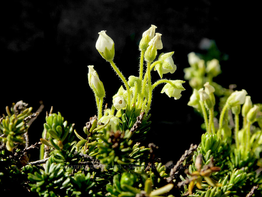 yellow mountain heather (Phyllodoce glanduliflora) [above McNeil Point, Mt. Hood Wilderness, Hood River County, Oregon]