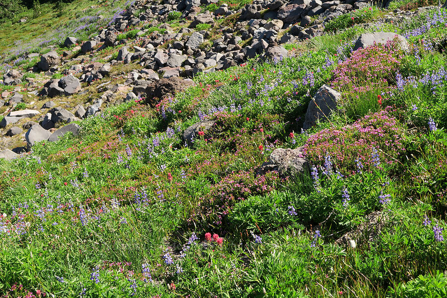 subalpine wildflowers (Lupinus latifolius, Phyllodoce empetriformis, Castilleja parviflora var. oreopola, Bistorta bistortoides (Polygonum bistortoides)) [above McNeil Point, Mt. Hood Wilderness, Clackamas County, Oregon]