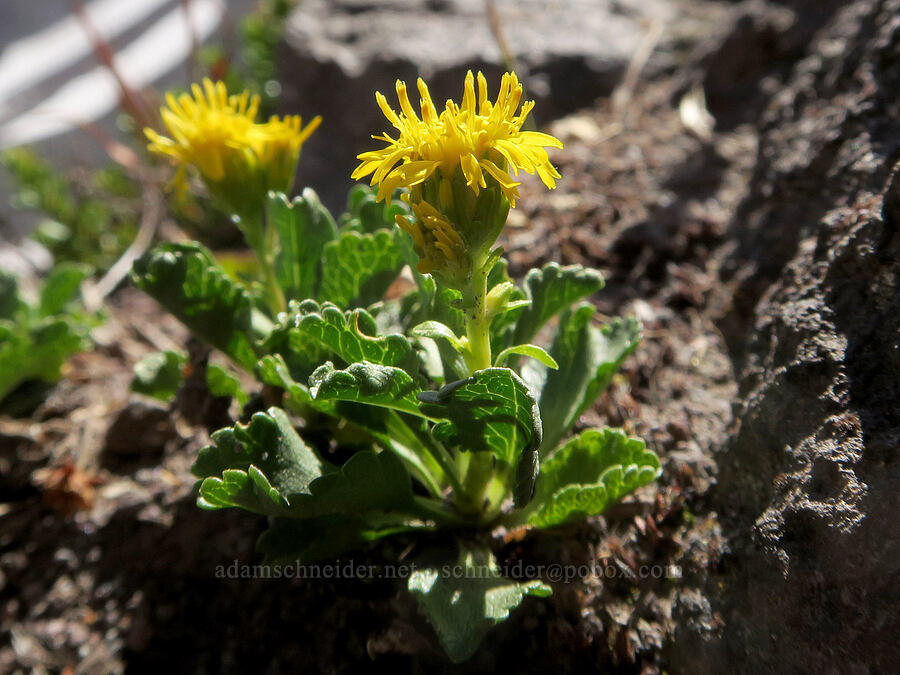 alpine goldenrod (Solidago simplex var. nana) [above McNeil Point, Mt. Hood Wilderness, Clackamas County, Oregon]