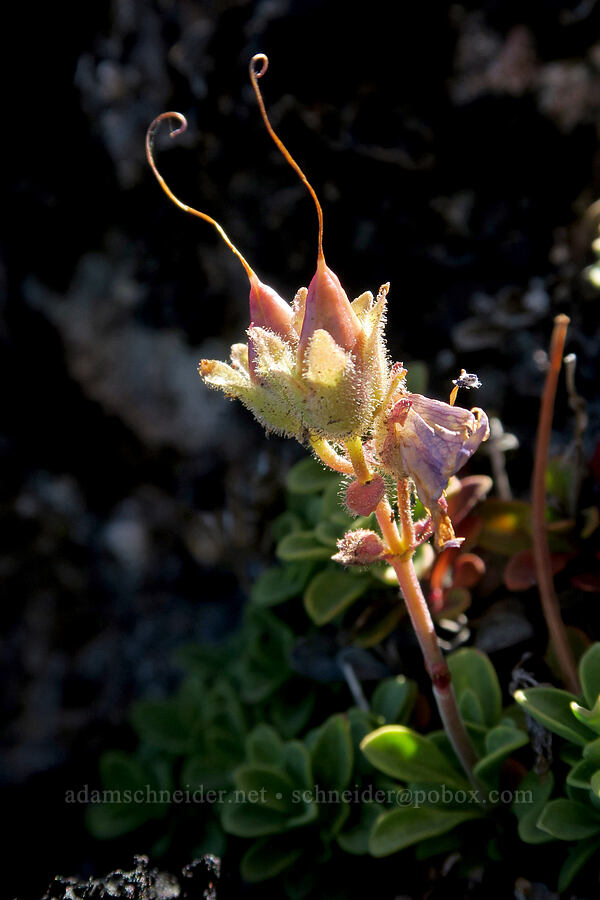 Davidson's penstemon, going to seed (Penstemon davidsonii) [Ho Rock, Mt. Hood Wilderness, Clackamas County, Oregon]