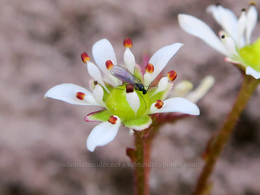 midge on Tolmie's saxifrage (Micranthes tolmiei (Saxifraga tolmiei)) [Ho Rock, Mt. Hood Wilderness, Hood River County, Oregon]