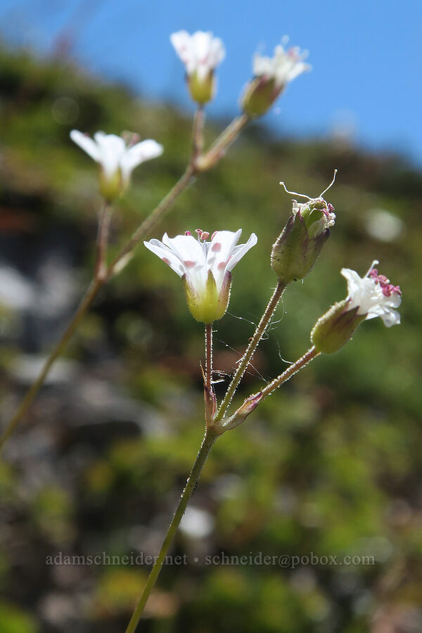 slender mountain sandwort (Eremogone capillaris (Arenaria capillaris)) [Cathedral Ridge, Mt. Hood Wilderness, Clackamas County, Oregon]
