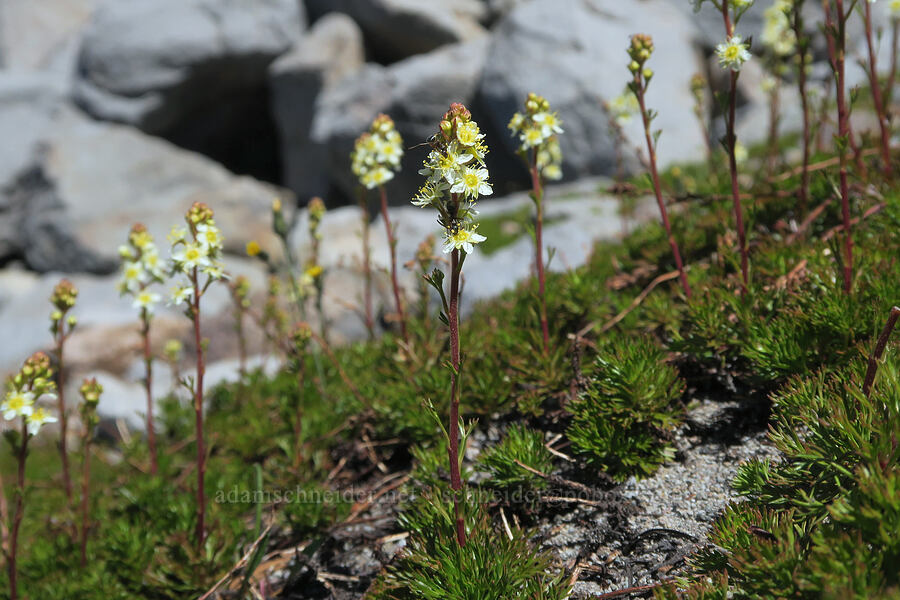 partridgefoot (Luetkea pectinata) [Cathedral Ridge, Mt. Hood Wilderness, Clackamas County, Oregon]