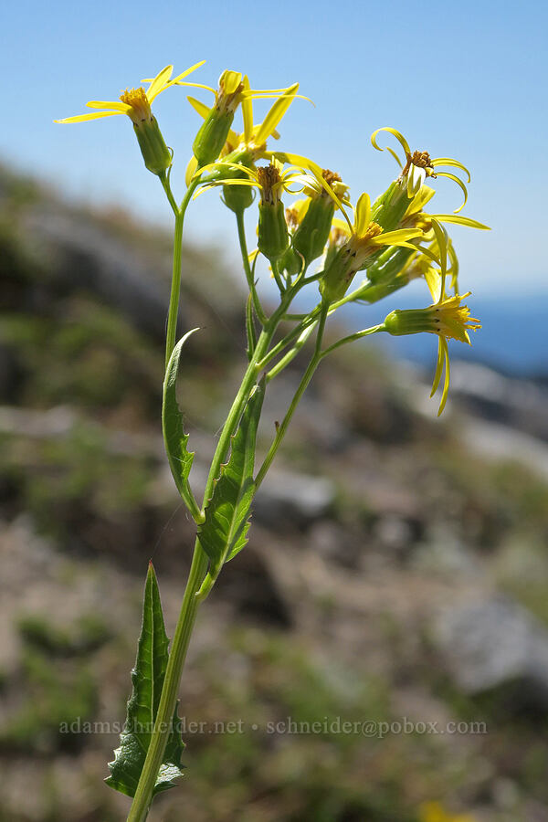 arrow-leaf groundsel (Senecio triangularis) [Cathedral Ridge, Mt. Hood Wilderness, Clackamas County, Oregon]
