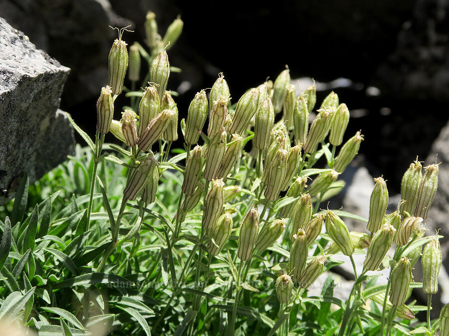 Cascade catchfly, fading (Silene suksdorfii) [Cathedral Ridge, Mt. Hood Wilderness, Clackamas County, Oregon]