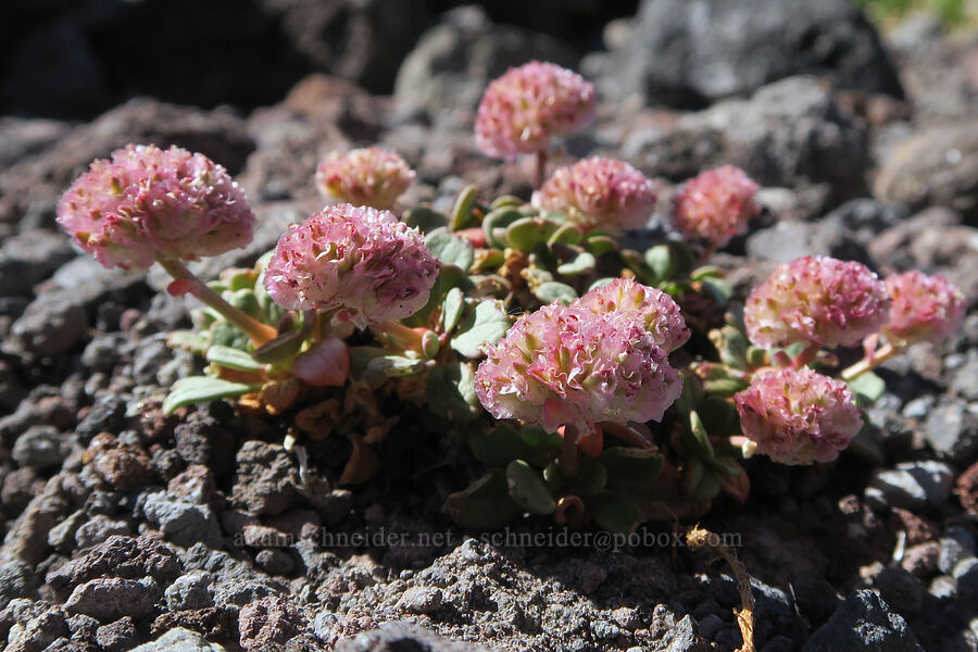 pussy-paws (Calyptridium umbellatum (Cistanthe umbellata)) [Cathedral Ridge, Mt. Hood Wilderness, Hood River County, Oregon]