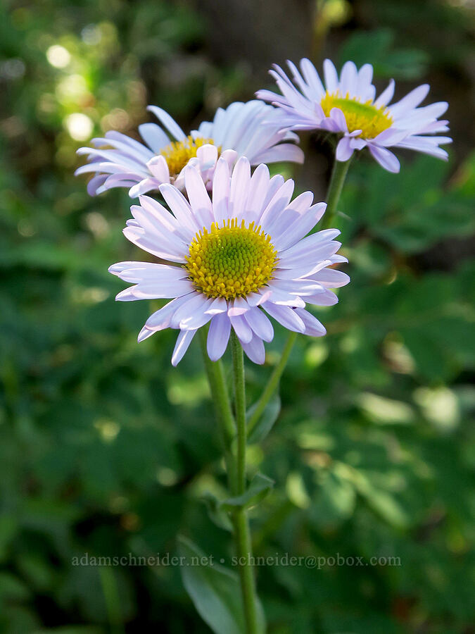 subalpine fleabane (Erigeron glacialis var. glacialis) [Cathedral Ridge, Mt. Hood Wilderness, Hood River County, Oregon]