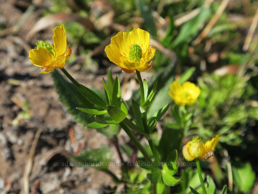 snow buttercups (Ranunculus eschscholtzii) [Cathedral Ridge, Mt. Hood Wilderness, Hood River County, Oregon]