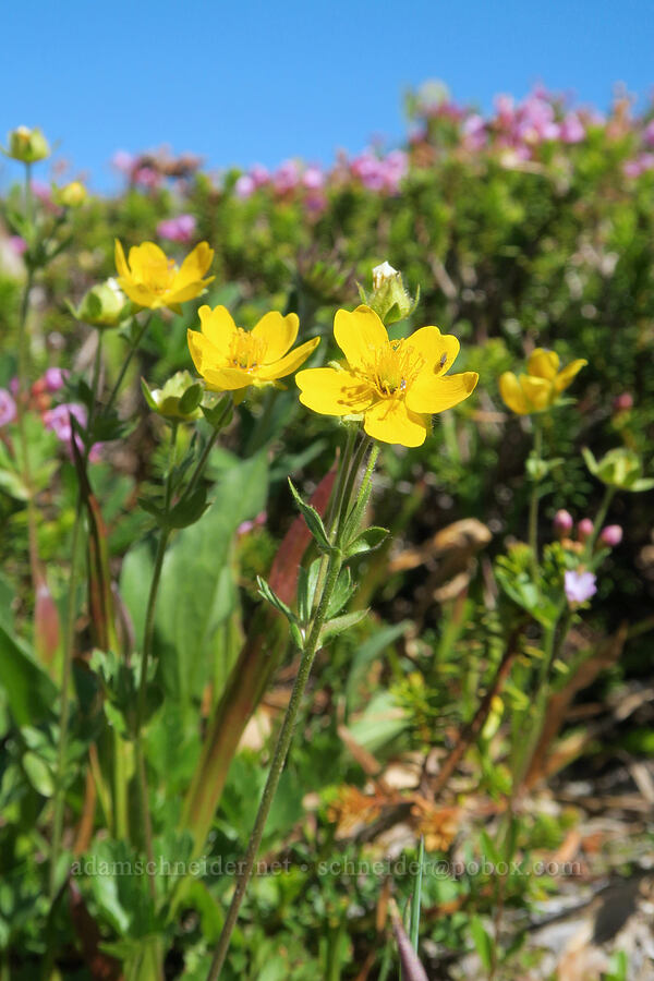 fan-leaf cinquefoil (Potentilla flabellifolia) [Cathedral Ridge, Mt. Hood Wilderness, Hood River County, Oregon]