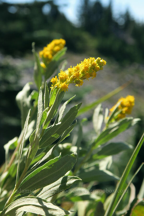 narrow goldenrod (Solidago elongata (Solidago canadensis ssp. elongata)) [McNeil Point Trail, Mt. Hood Wilderness, Hood River County, Oregon]