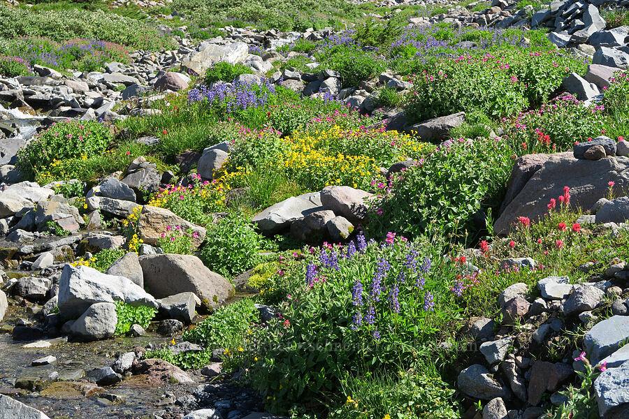 subalpine wildflowers (Lupinus latifolius, Erythranthe guttata (Mimulus guttatus), Castilleja parviflora var. oreopola, Erythranthe lewisii (Mimulus lewisii)) [Glisan Creek, Mt. Hood Wilderness, Hood River County, Oregon]